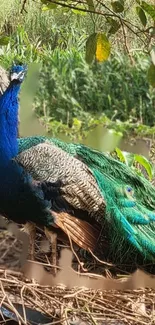 Colorful peacock standing gracefully in a natural setting.