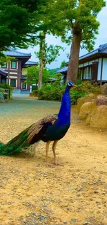 Colorful peacock stands in tranquil Japanese garden.