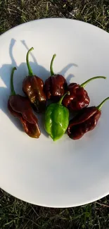 Vibrant peppers arranged on a white plate in a grassy outdoor setting.