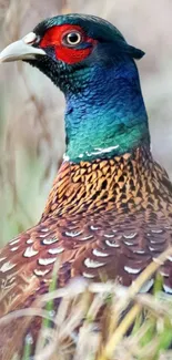 Vibrant pheasant in natural setting, showcasing colorful plumage.