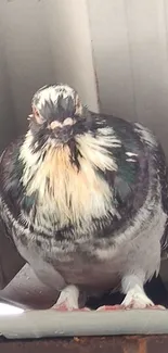 Vibrant pigeon perched on ledge, showcasing colorful plumage.