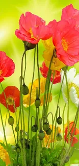 Colorful poppy flowers with green background.