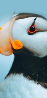 Close-up image of a colorful puffin with a blue background.