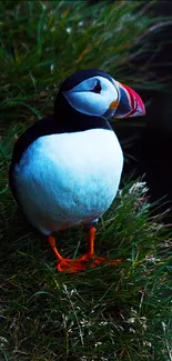 Colorful puffin perched on a grassy cliff.