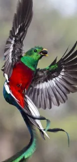 Vibrant quetzal bird in mid-flight with colorful plumage.