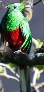 Colorful quetzal bird on a branch with bright green plumage.