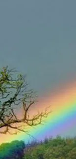 Vibrant rainbow over a serene field with a tree silhouette.