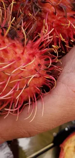 Close-up of vibrant rambutans held in hand.