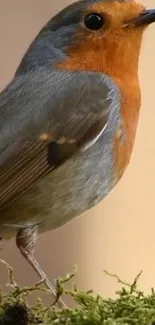 Vibrant orange robin perched on moss.