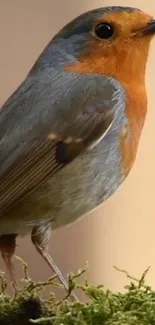 Colorful robin bird on a mossy branch.