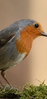 Vibrant robin bird close-up wallpaper for mobile.