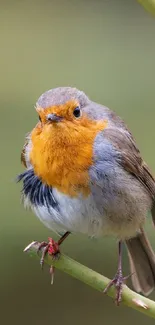 Vibrant robin sitting on a branch in nature.