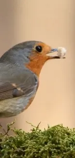 A robin perched on moss with a light brown background.