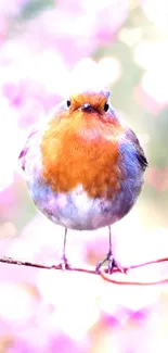 Robin perched on pink blossoms branch.