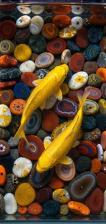 Koi fish swimming over colorful stones in a vibrant display.