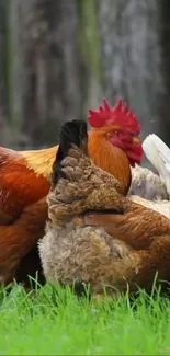 Rooster and hens in a grassy field wallpaper.