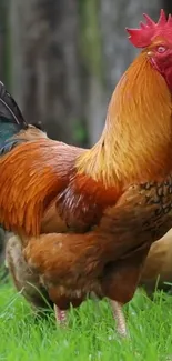 Vibrant orange rooster standing on green grass.