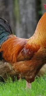 Vibrant rooster standing on green grass.