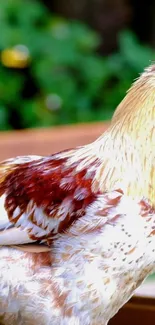 Colorful rooster with vibrant plumage on a green blurred background.