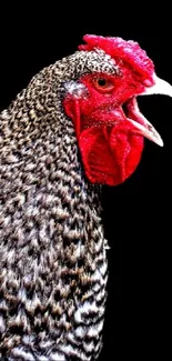 Colorful rooster against a black background wallpaper.