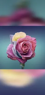 A colorful frosted rose with vibrant petals on a blue background.