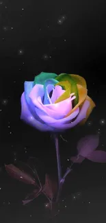 Multicolored rose on black background wallpaper.