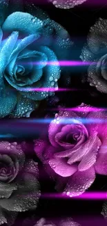 Vibrant blue and pink roses with water droplets on black background.