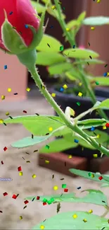 Red rose with green leaves and multicolored confetti.