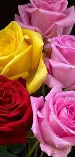 Colorful bouquet of wet roses on black background.