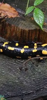 Black salamander with yellow spots on wood surface.