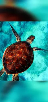 Colorful sea turtle swimming in blue ocean depths.