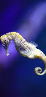 Vibrant seahorse on a deep blue background, perfect for phone wallpaper.