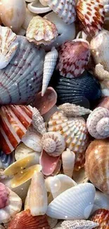 Colorful assortment of seashells on a mobile wallpaper.