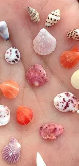 Hand holding colorful seashells close-up image.