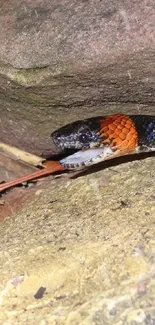 Snake slithering across rocks in nature scene.