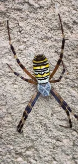 Colorful striped spider on rough beige texture.