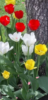 Vibrant tulips in red, yellow, and white against a lush green background.