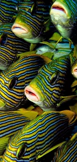 Vibrant striped fish underwater scene wallpaper.