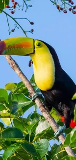 Vibrant toucan with colorful beak on a branch, set against a blue sky.