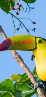 Colorful toucan with vibrant beak in lush greenery.