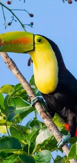 Toucan bird perched on a branch with green leaves background.