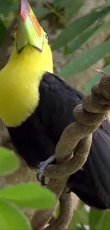 Vibrant toucan in jungle setting, perched on a vine.