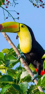 A colorful toucan perched on a tree amid vibrant green foliage.