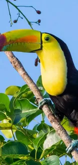 Colorful toucan perched in a tree with green leaves and blue sky background.