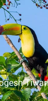 A vibrant toucan perched on a leafy branch against a clear blue sky.