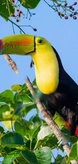 Colorful toucan perched in lush green leaves against a clear sky.