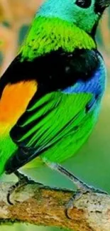 Colorful tropical bird with green and orange feathers on a branch.