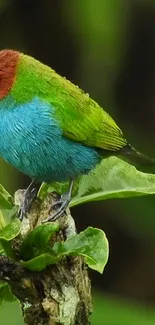 A colorful tropical bird perched on a branch amid green foliage.