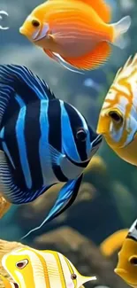 Vibrant tropical fish swimming in colorful coral reef.