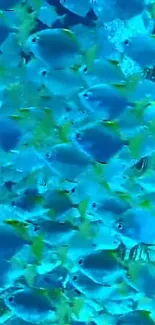 School of vibrant tropical fish swimming in clear blue ocean water.